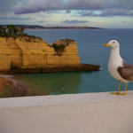 Luxury Villas in Albufeira: Your Gateway to the Algarve's Best Beaches