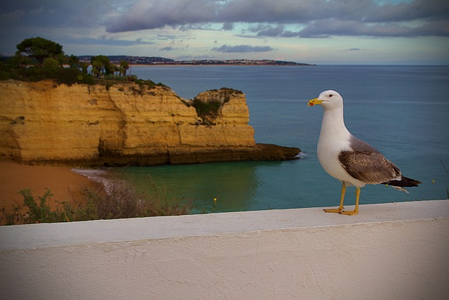 Luxury Villas in Albufeira: Your Gateway to the Algarve's Best Beaches